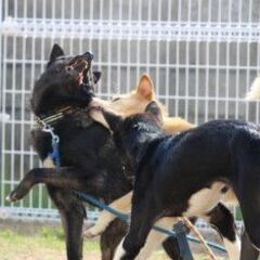 保護ハウスボランティア＆犬猫の預かりさん募集！ - メンバー募集