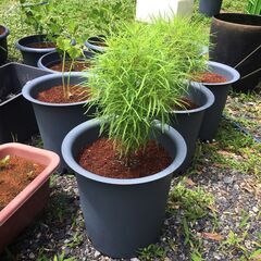 コキア（ホウキ草）の苗さしあげます。