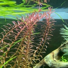 【値下げ❗️水草🌱】ロタラレディッシュ