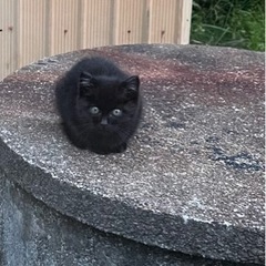 ありがとうございました!!保護してくださる方が見つかりました。
