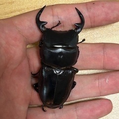グランディスオオクワガタ　新成虫　オス単