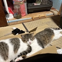 ママ友、同性のお友達が欲しい( ；꒳； )