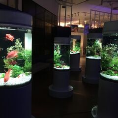 江戸川区船堀での夏イベント『新川さくら館 夏まつり(金魚アクアリ...