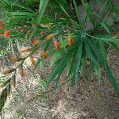 ヒメヒオウギズイセンの画像