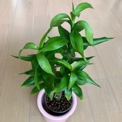 ハイドロカルチャー　観葉植物　キングバンブー