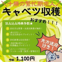 【日払い・週払い可】住み込み歓迎求人！！♪キャベツの収穫作業員募...