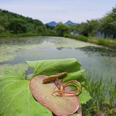 今が旬摘みたて生じゅんさい裏磐梯産500g