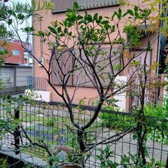ヒイラギ　植木植木鉢　ガーデニングの画像