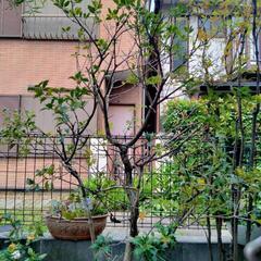ヒイラギ　植木植木鉢　ガーデニング