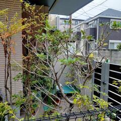 ヒイラギ　植木植木鉢　ガーデニングの画像