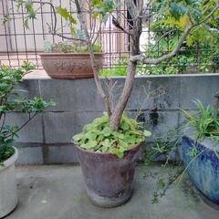 ヒイラギ　植木植木鉢　ガーデニングの画像