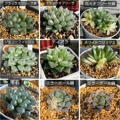 多肉植物　ハオルチア　各種