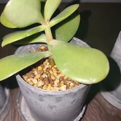 「金のなる木」 小鉢の画像