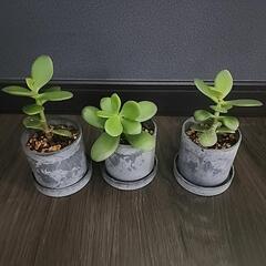 「金のなる木」 小鉢の画像