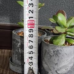 「金のなる木」 小鉢の画像