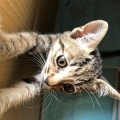 キジトラの里親募集