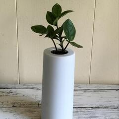【💖Thankyou💖】ザミオクルカス🌱植物