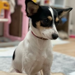 里親さん決まりました😊MIXのパンちゃん💕