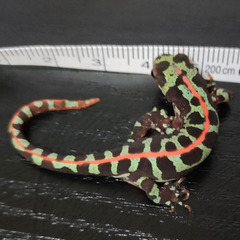 マダライモリ１ 匹