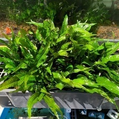 水草　メダカ　熱帯魚
