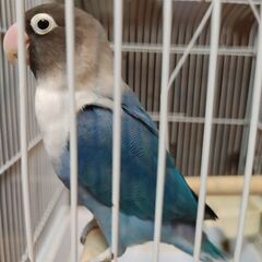 ブルーボタンインコ　メス − 神奈川県