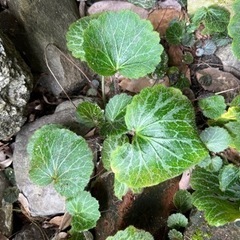 ユキノシタ 抜き苗 1株50円