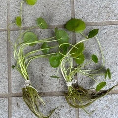 水草　ウォーターマッシュルーム　1束200円の画像