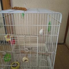 手乗りセキセイインコ