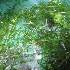 メダカ差し上げます　　26回目　　　サファイア