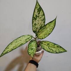 観葉植物/ディフェンバキア・スターブライト小　手渡し