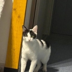 祝＊ずっとのおうちが決まりました♪ひとも猫も大丈夫！優しい白黒男...