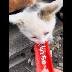 子猫もらって下さい