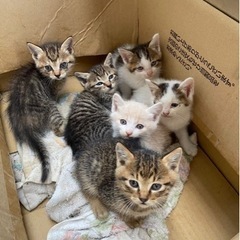 譲渡完了です、ありがとうございました。子猫の里親さん募集！　現在...