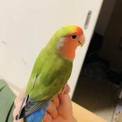 コラクザインコ