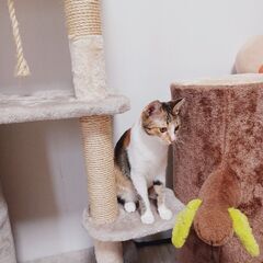 とっても美人な三毛猫ちゃんです！