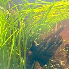 【値下げ❗️水草🌱】バリスネリアスピラリスの画像