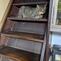 迷い猫見かけてませんか？