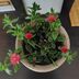 ランキングキーワードに紐づく投稿画像-多肉植物