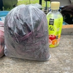 無農薬！お値打ち！大葉や赤シソでジュースを作りたい人の画像