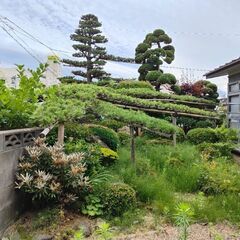 「期間限定７月７日迄」松の木等差し上げます。