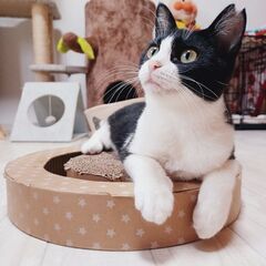 甘えたで可愛いハチワレちゃんです