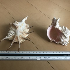 貝殻オブジェの画像