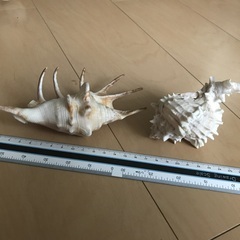 貝殻オブジェの画像