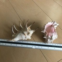 貝殻オブジェの画像