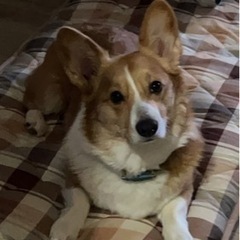 犬仲間募集中です。