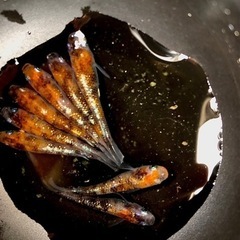 メダカ三色体外光【陽炎】オス1、メス7の計8匹