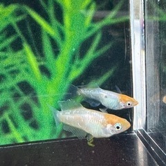 夢中めだか様直系　現物　1ペア 限定　の画像