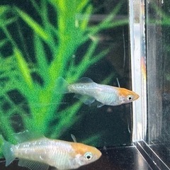 夢中めだか様直系　現物　1ペア 限定　の画像