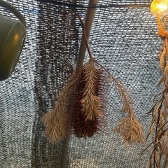 ヒースバンクシアドライフラワー　の画像