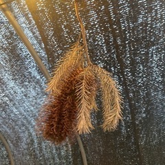 ヒースバンクシアドライフラワー　の画像